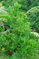 Cannelier. CINNAMOMUN zeylanicum. Srylanka et sud-ouest de l'inde. Lauraceae. 5-10m